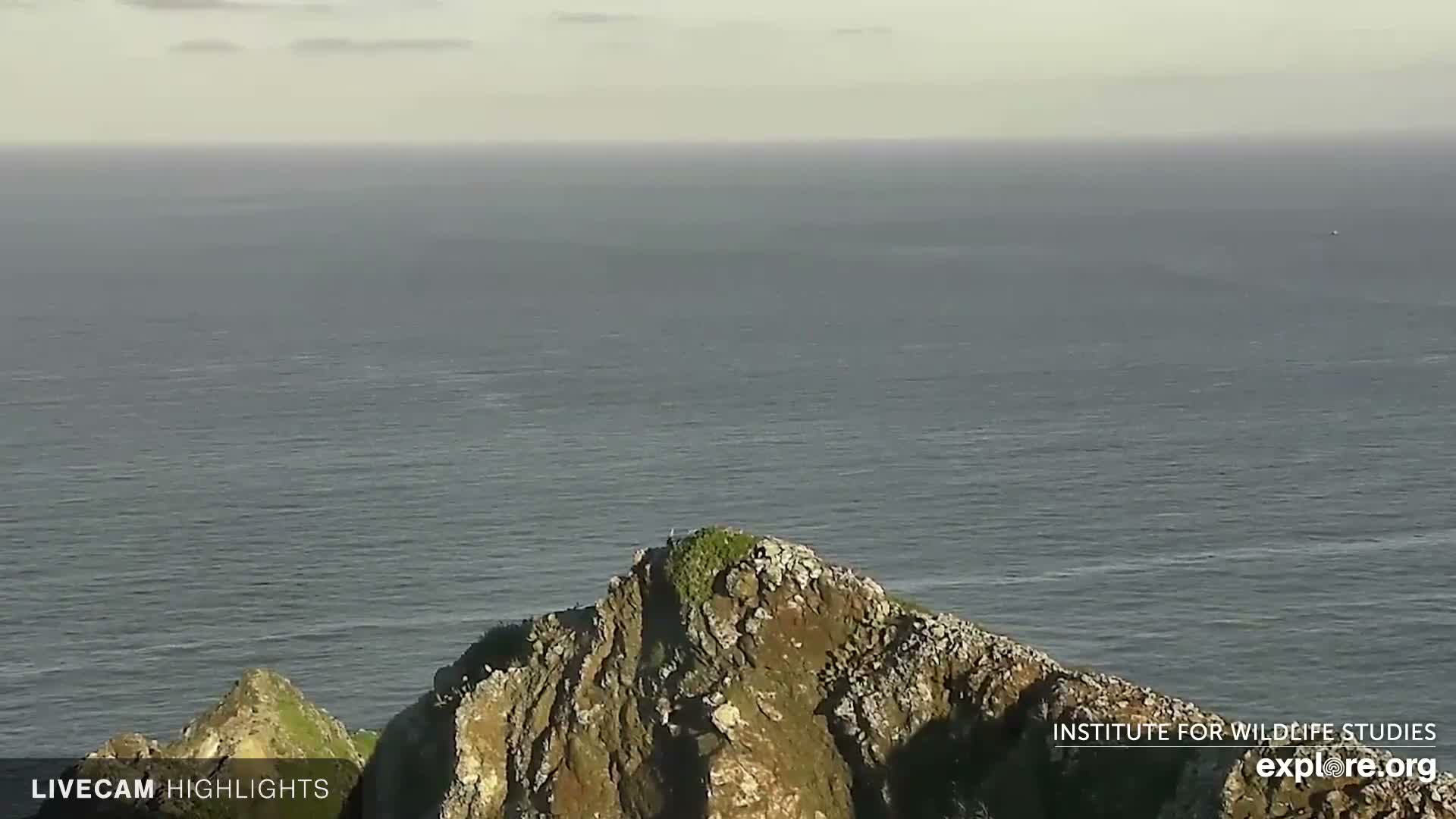 Santa Catalina Island  West End Bald Eagle Wildlife & Pasific View Live Cam - West End, Santa Catalina, Los Angeles, California, USA