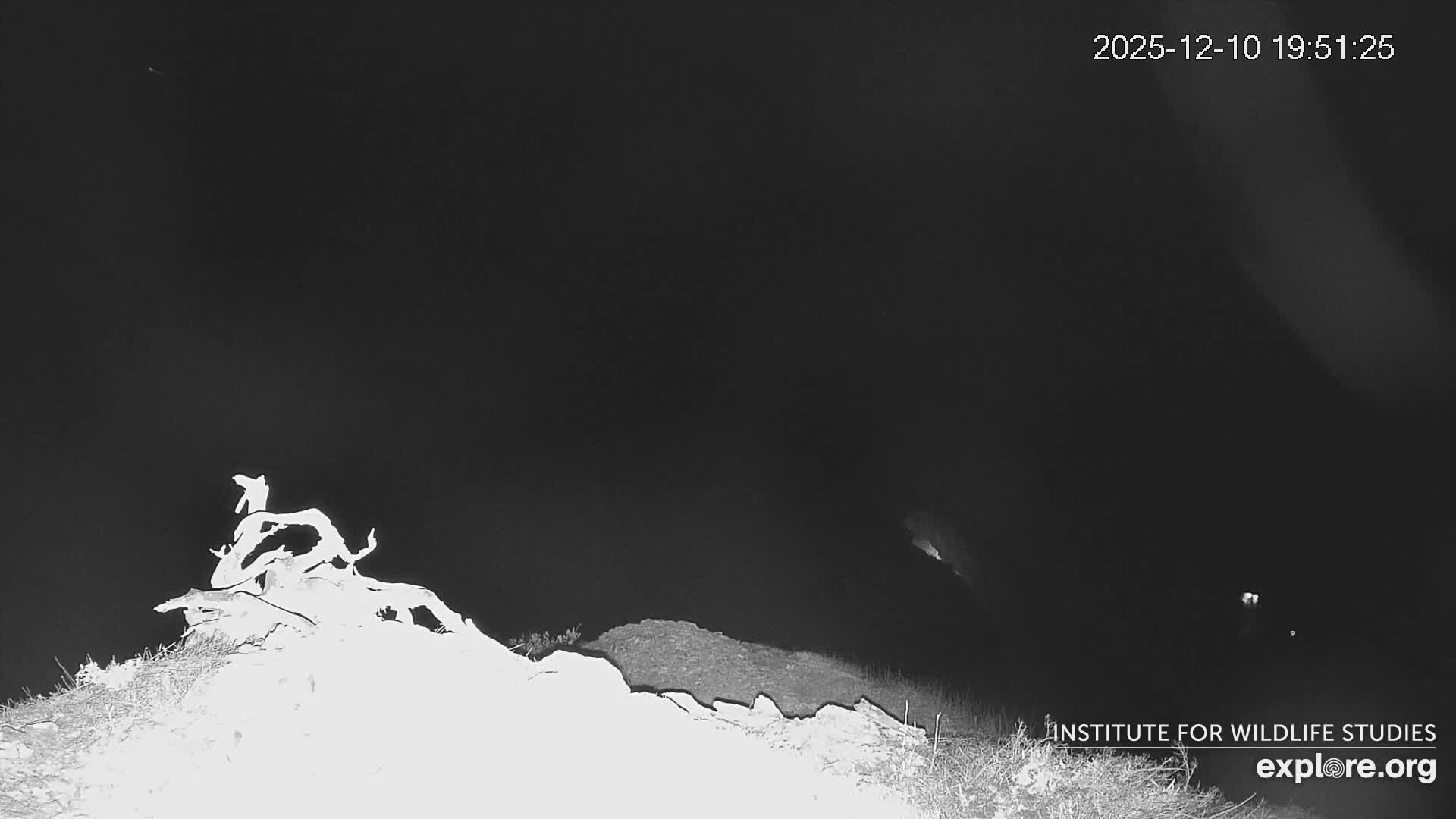 Santa Catalina Island  West End Bald Eagle Wildlife & Pasific View Live Cam - West End, Santa Catalina, Los Angeles, California, USA