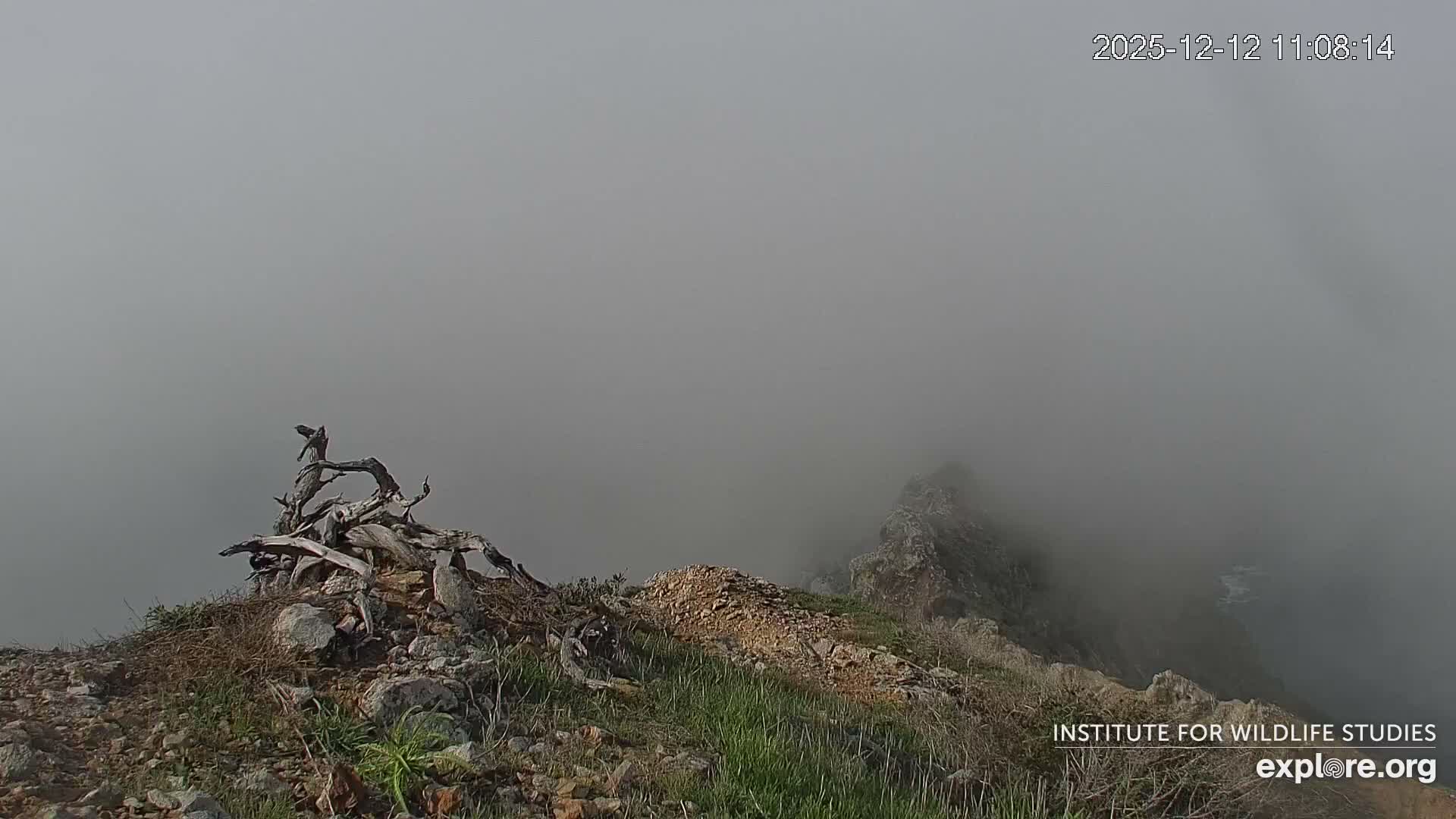 Santa Catalina Island  West End Bald Eagle Wildlife & Pasific View Live Cam - West End, Santa Catalina, Los Angeles, California, USA