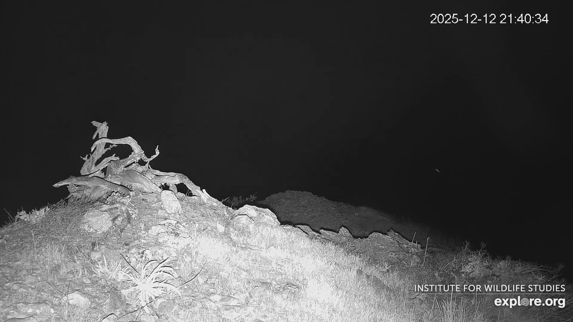 Santa Catalina Island  West End Bald Eagle Wildlife & Pasific View Live Cam - West End, Santa Catalina, Los Angeles, California, USA