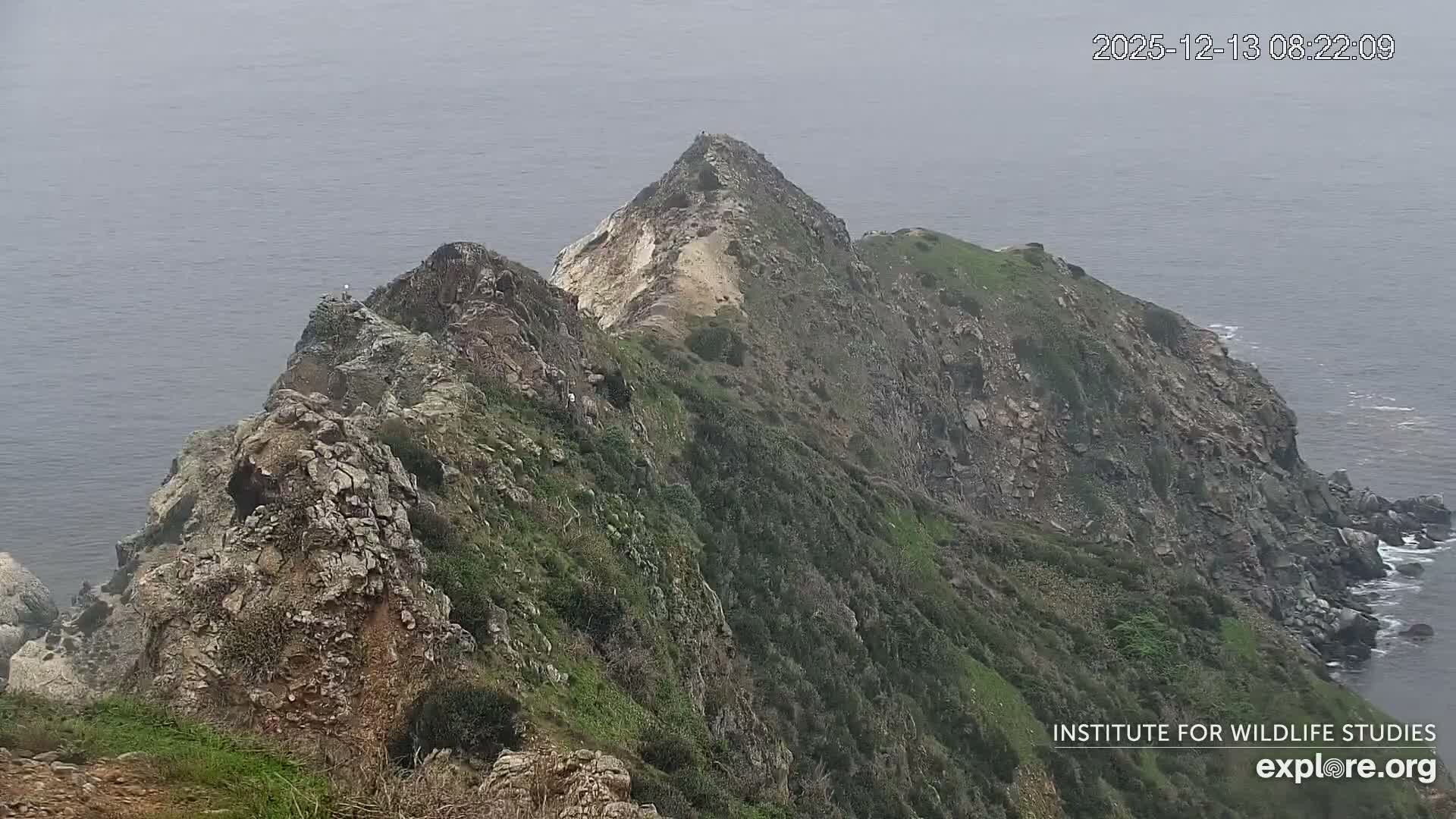 Santa Catalina Island  West End Bald Eagle Wildlife & Pasific View Live Cam - West End, Santa Catalina, Los Angeles, California, USA