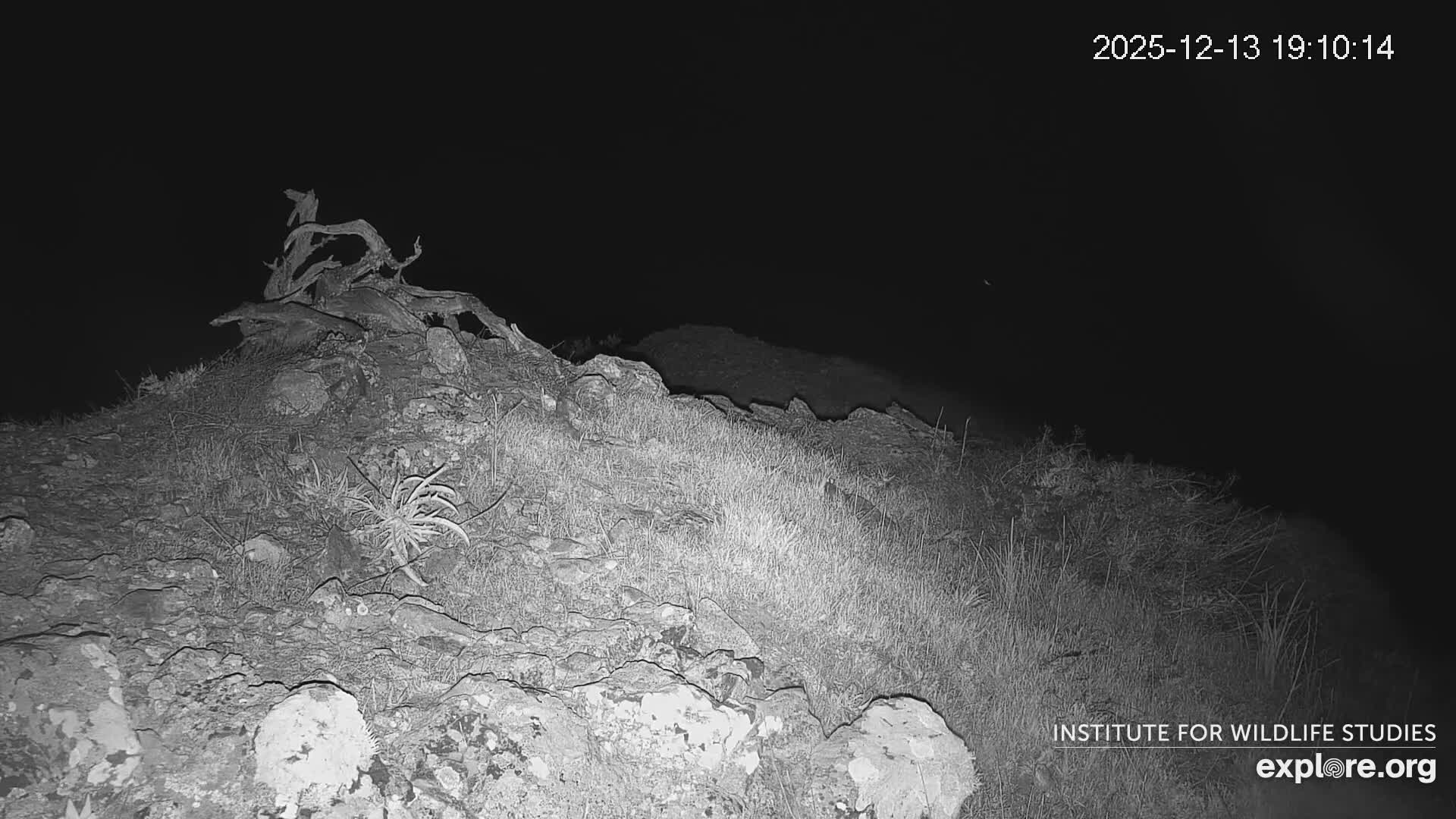 Santa Catalina Island  West End Bald Eagle Wildlife & Pasific View Live Cam - West End, Santa Catalina, Los Angeles, California, USA