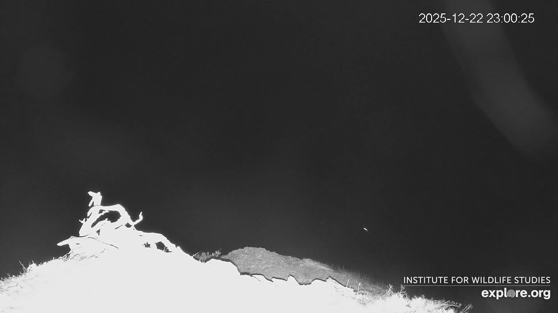 Santa Catalina Island  West End Bald Eagle Wildlife & Pasific View Live Cam - West End, Santa Catalina, Los Angeles, California, USA