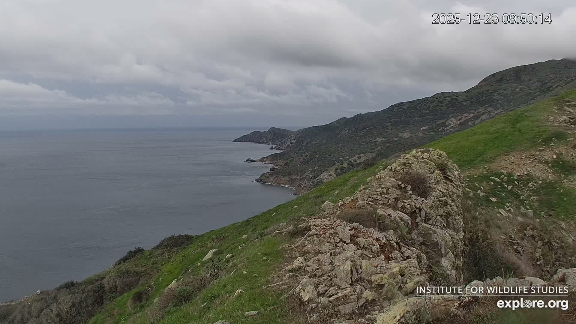 Santa Catalina Island  West End Bald Eagle Wildlife & Pasific View Live Cam - West End, Santa Catalina, Los Angeles, California, USA