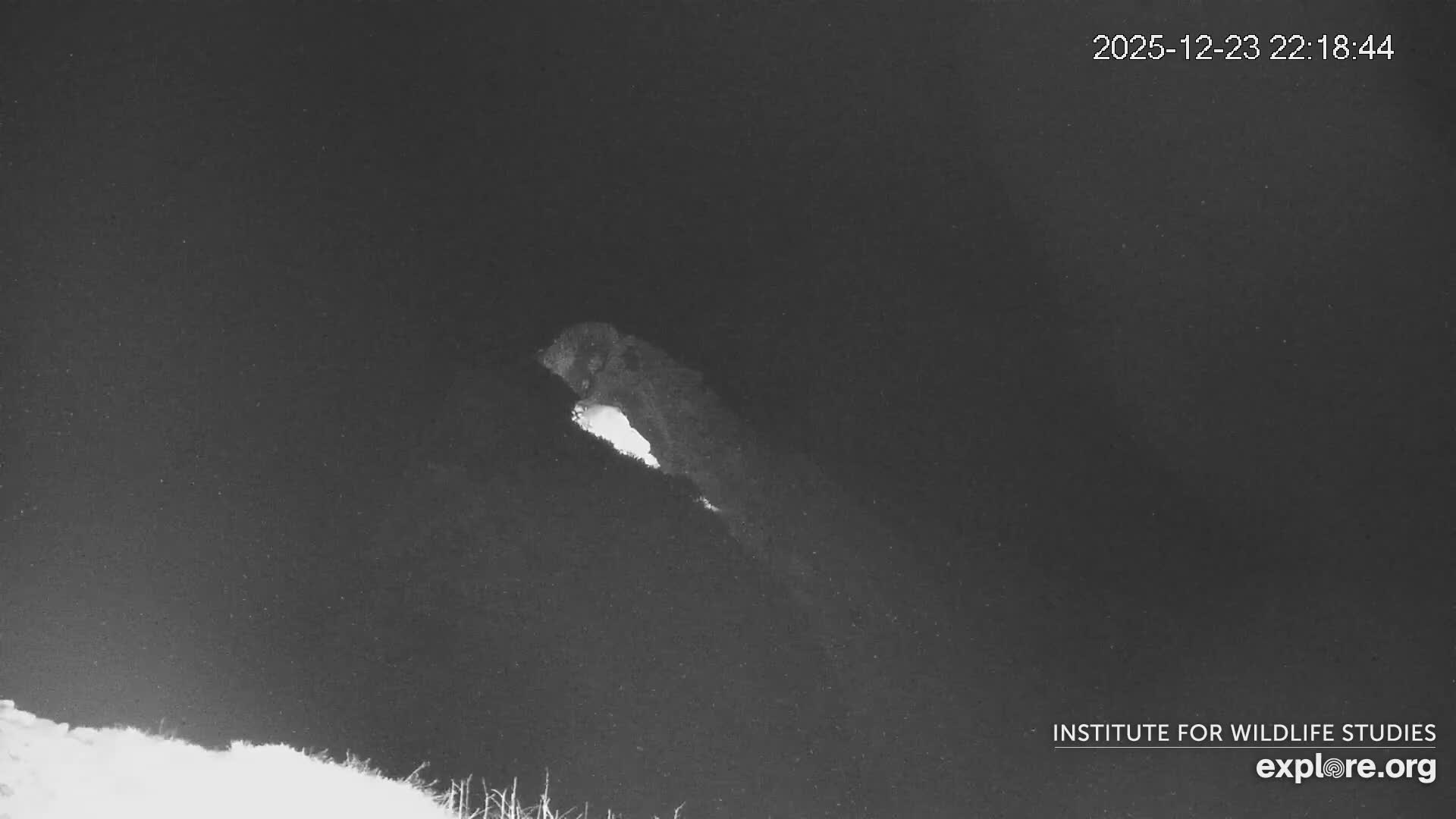 Santa Catalina Island  West End Bald Eagle Wildlife & Pasific View Live Cam - West End, Santa Catalina, Los Angeles, California, USA