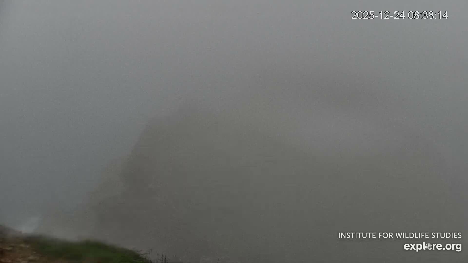 Santa Catalina Island  West End Bald Eagle Wildlife & Pasific View Live Cam - West End, Santa Catalina, Los Angeles, California, USA