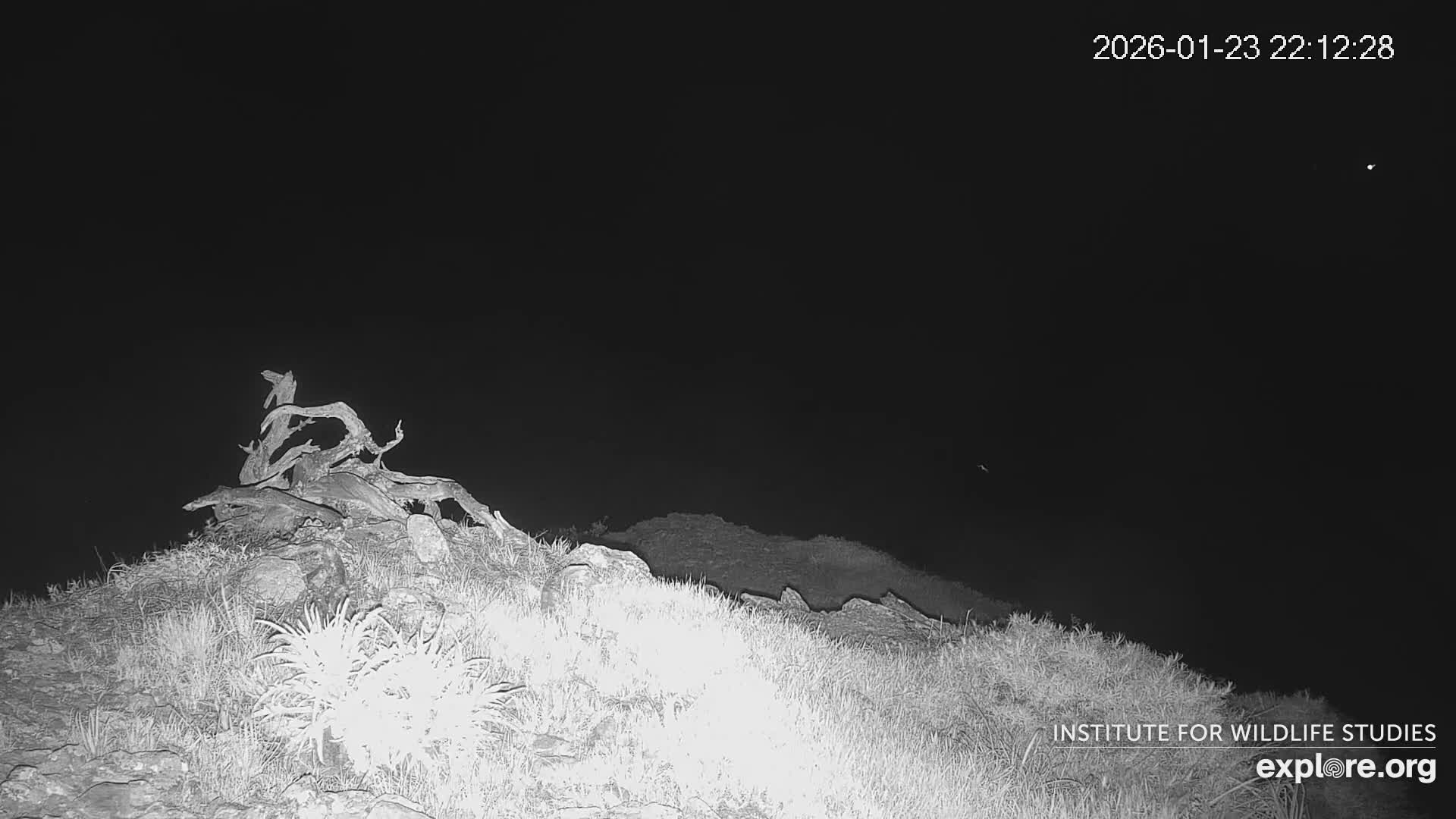 Santa Catalina Island  West End Bald Eagle Wildlife & Pasific View Live Cam - West End, Santa Catalina, Los Angeles, California, USA