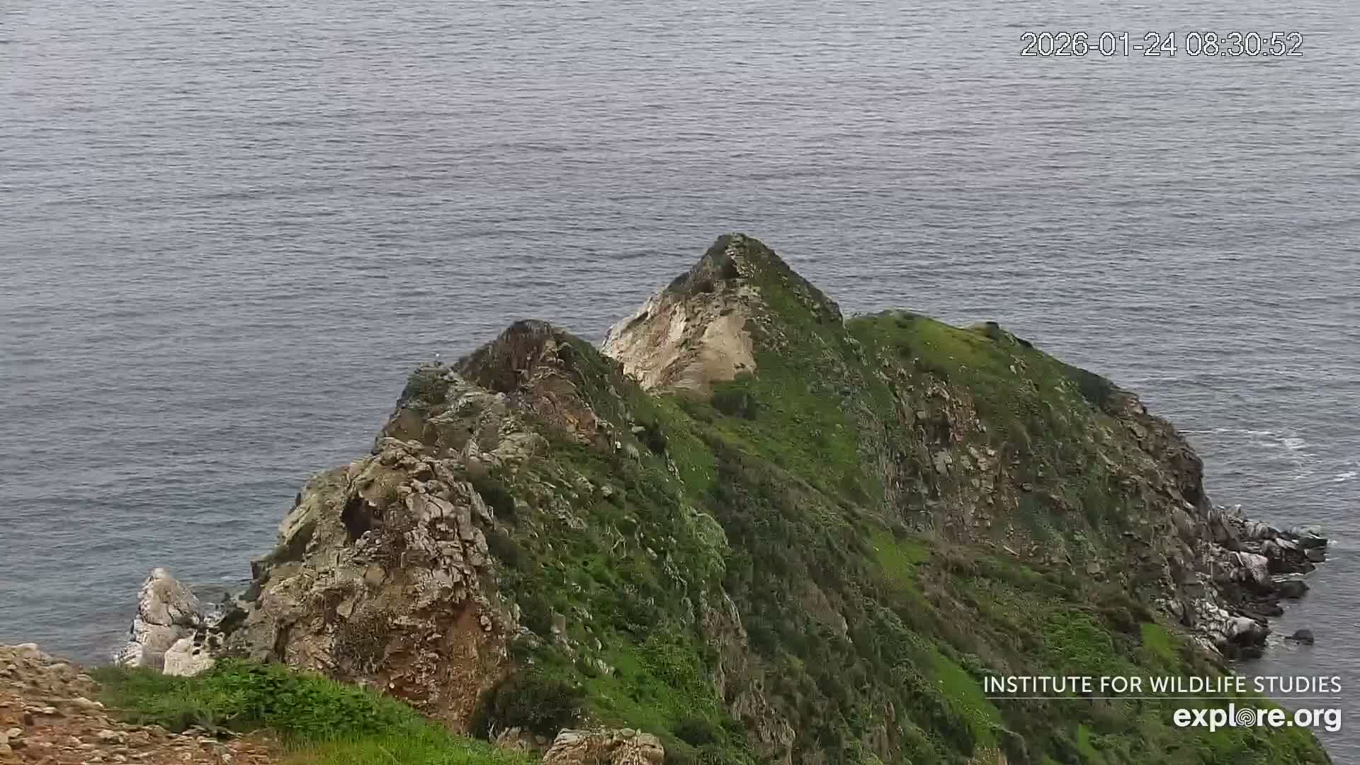 Santa Catalina Island  West End Bald Eagle Wildlife & Pasific View Live Cam - West End, Santa Catalina, Los Angeles, California, USA