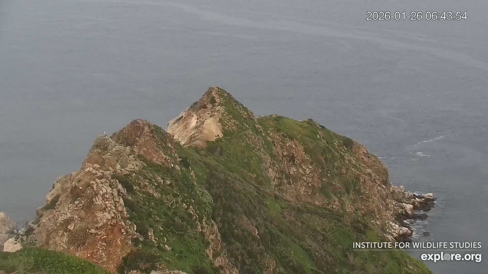 Santa Catalina Island  West End Bald Eagle Wildlife & Pasific View Live Cam - West End, Santa Catalina, Los Angeles, California, USA