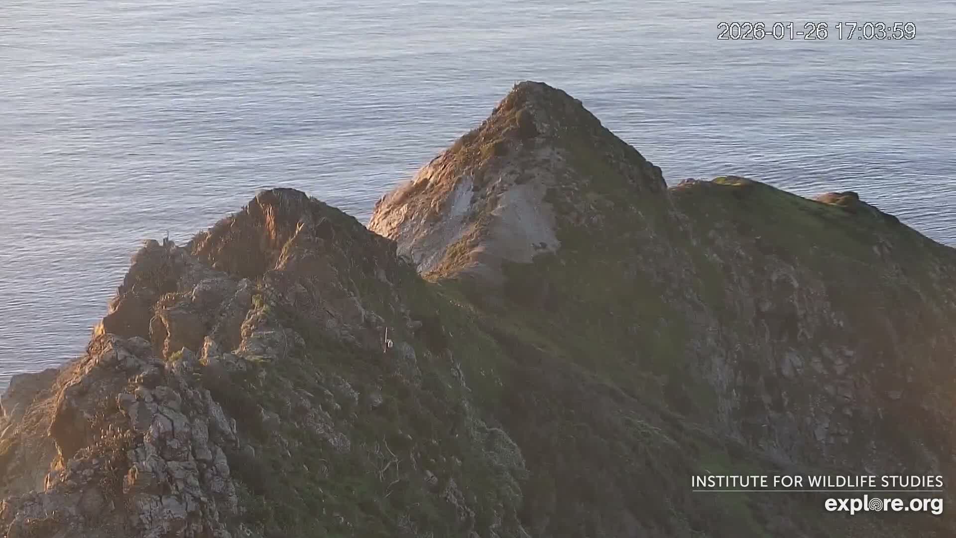 Santa Catalina Island  West End Bald Eagle Wildlife & Pasific View Live Cam - West End, Santa Catalina, Los Angeles, California, USA