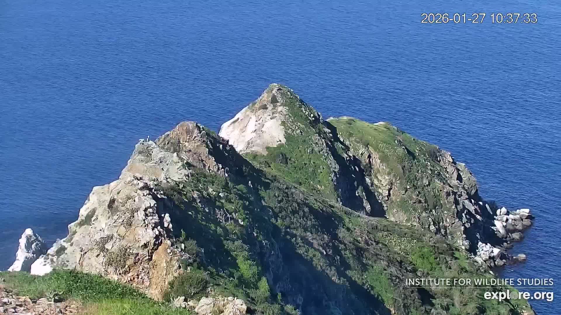 Santa Catalina Island  West End Bald Eagle Wildlife & Pasific View Live Cam - West End, Santa Catalina, Los Angeles, California, USA