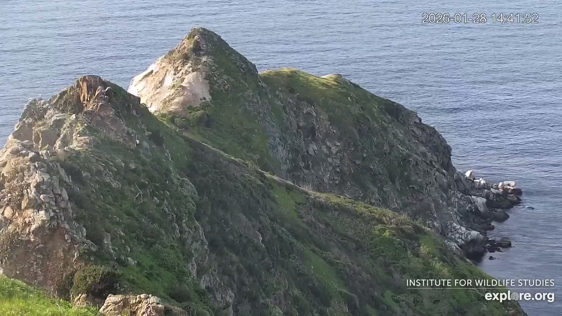 Santa Catalina Island  West End Bald Eagle Wildlife & Pasific View Live Cam - West End, Santa Catalina, Los Angeles, California, USA
