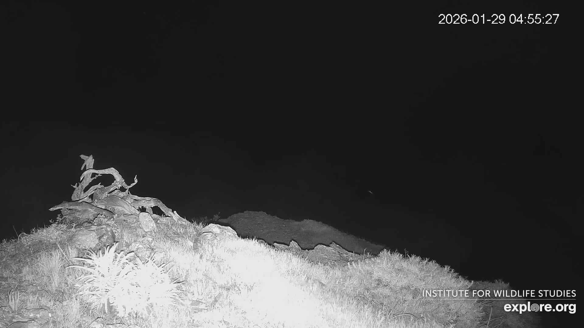 Santa Catalina Island  West End Bald Eagle Wildlife & Pasific View Live Cam - West End, Santa Catalina, Los Angeles, California, USA