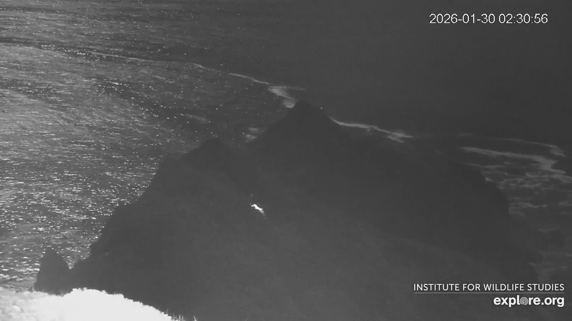 Santa Catalina Island  West End Bald Eagle Wildlife & Pasific View Live Cam - West End, Santa Catalina, Los Angeles, California, USA