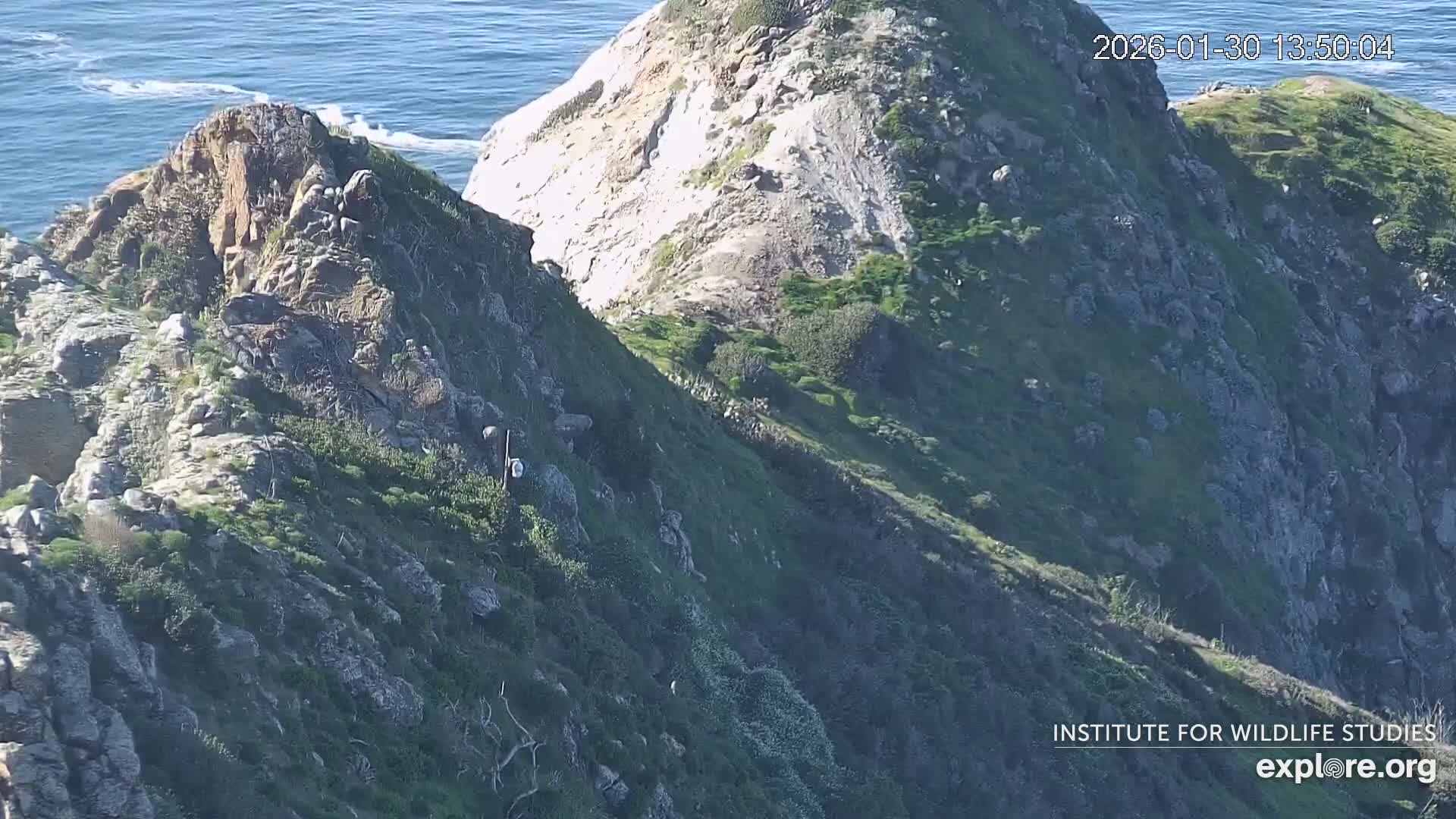 Santa Catalina Island  West End Bald Eagle Wildlife & Pasific View Live Cam - West End, Santa Catalina, Los Angeles, California, USA