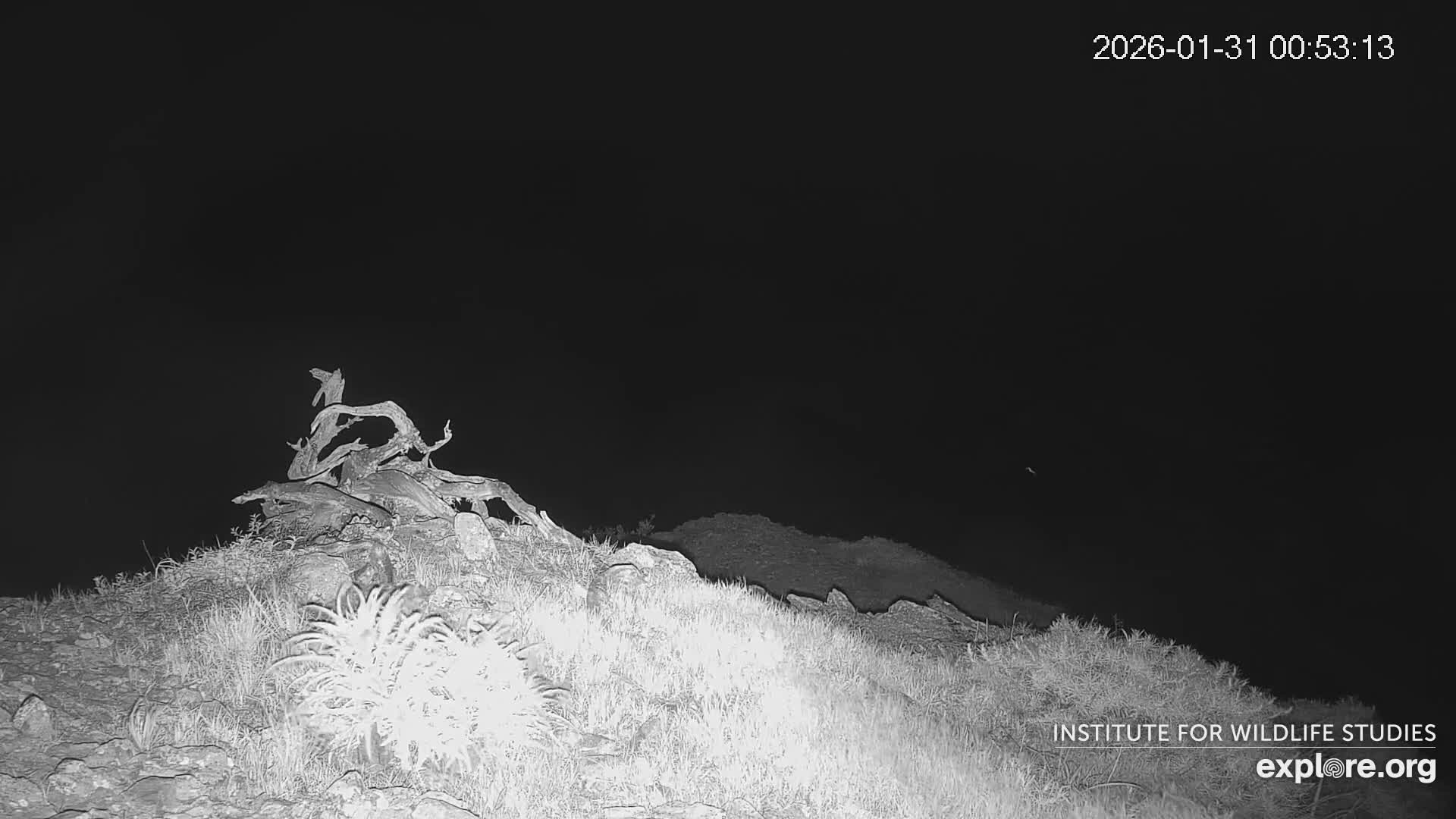 Santa Catalina Island  West End Bald Eagle Wildlife & Pasific View Live Cam - West End, Santa Catalina, Los Angeles, California, USA