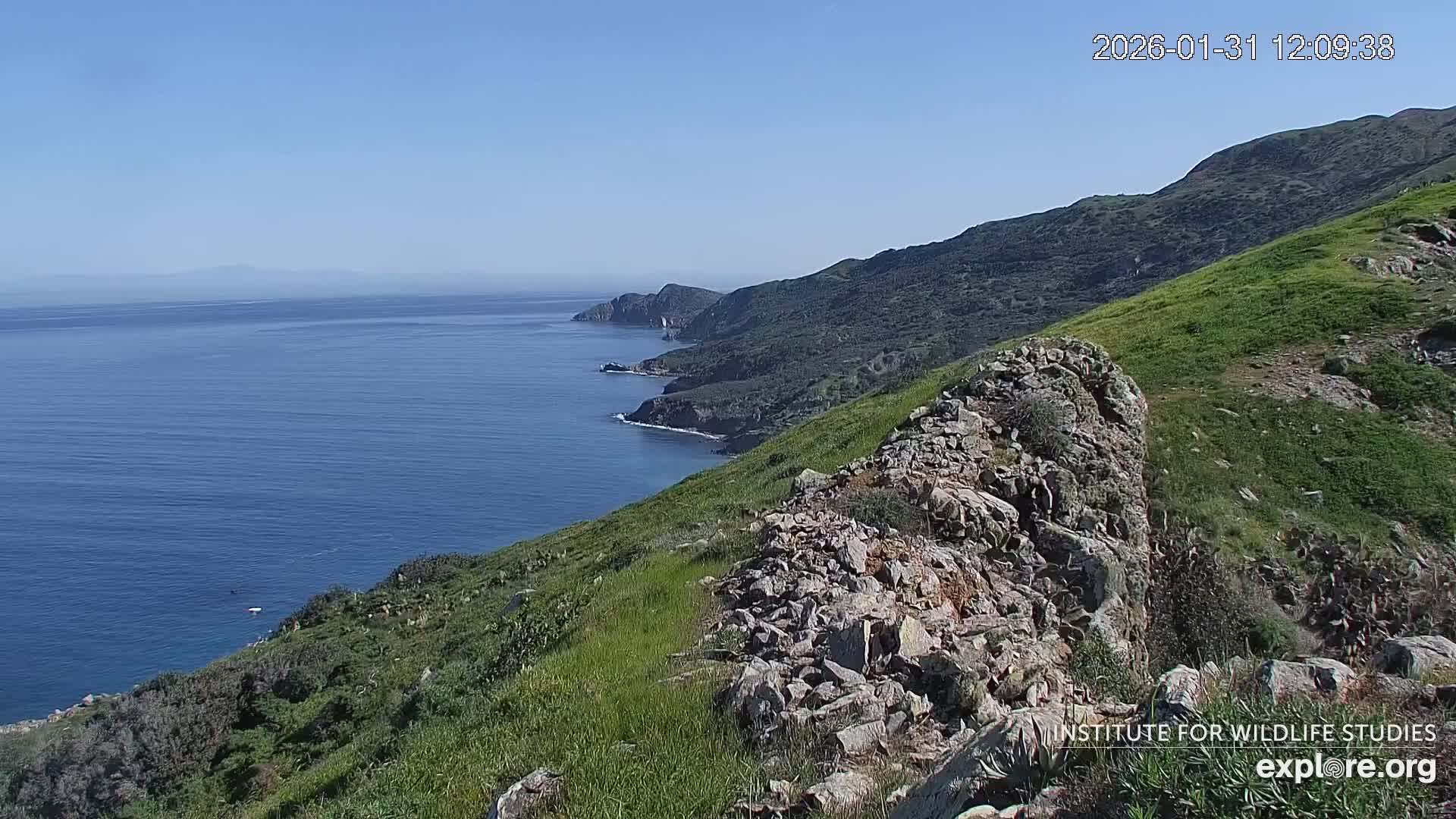 Santa Catalina Island  West End Bald Eagle Wildlife & Pasific View Live Cam - West End, Santa Catalina, Los Angeles, California, USA