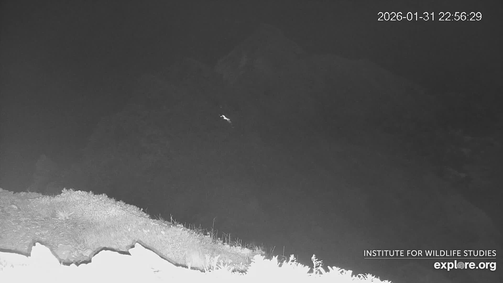 Santa Catalina Island  West End Bald Eagle Wildlife & Pasific View Live Cam - West End, Santa Catalina, Los Angeles, California, USA
