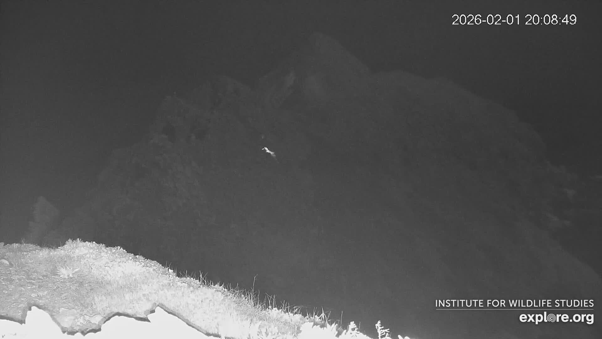 Santa Catalina Island  West End Bald Eagle Wildlife & Pasific View Live Cam - West End, Santa Catalina, Los Angeles, California, USA