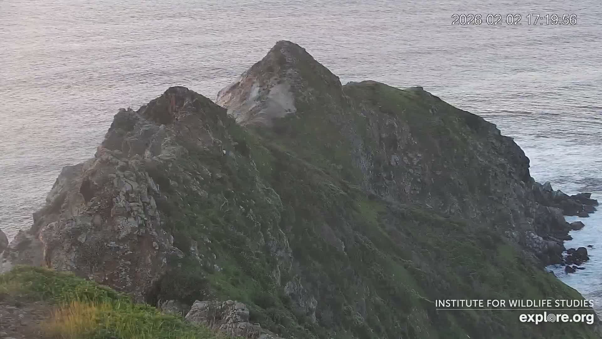 Santa Catalina Island  West End Bald Eagle Wildlife & Pasific View Live Cam - West End, Santa Catalina, Los Angeles, California, USA