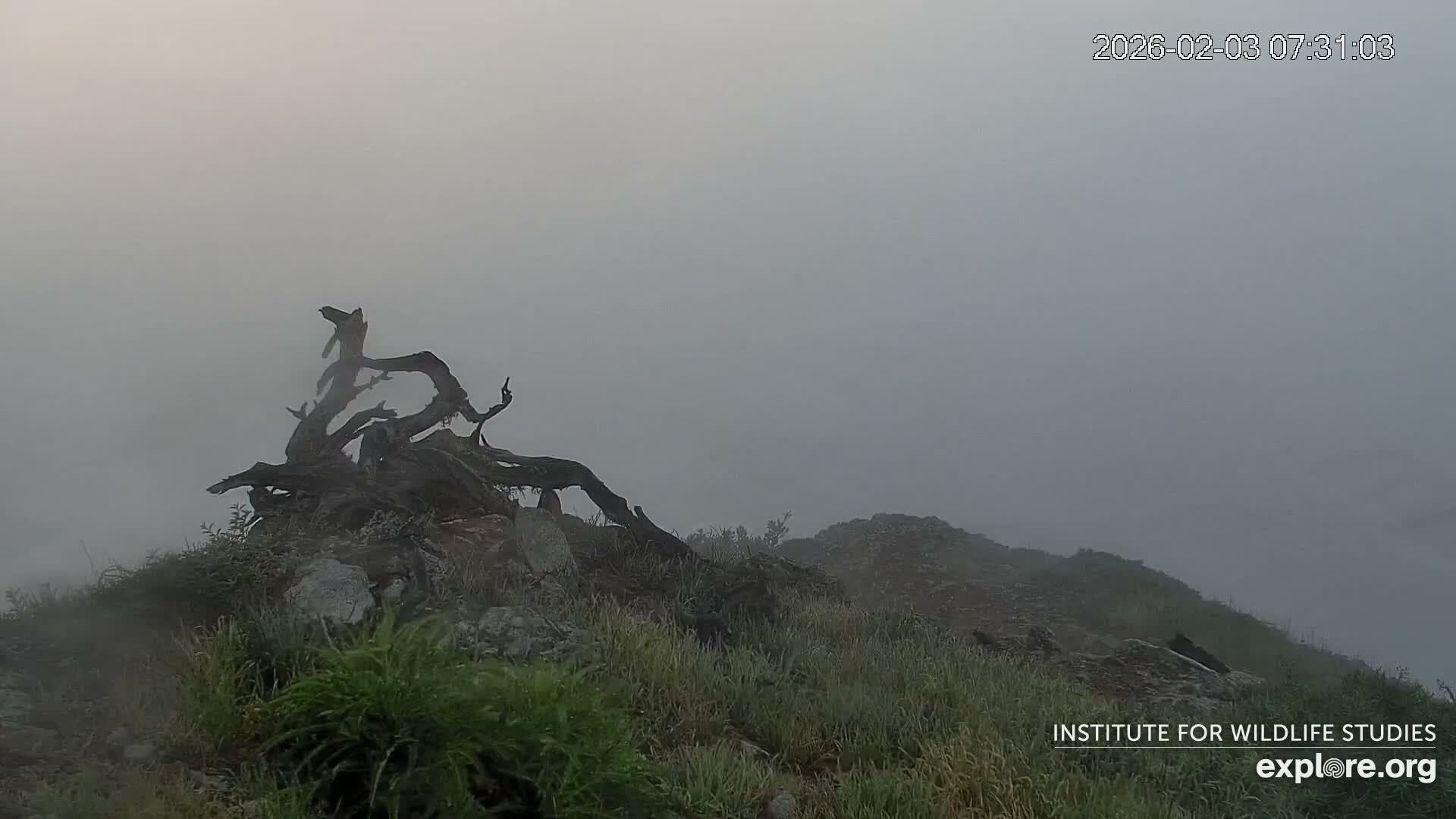 Santa Catalina Island  West End Bald Eagle Wildlife & Pasific View Live Cam - West End, Santa Catalina, Los Angeles, California, USA