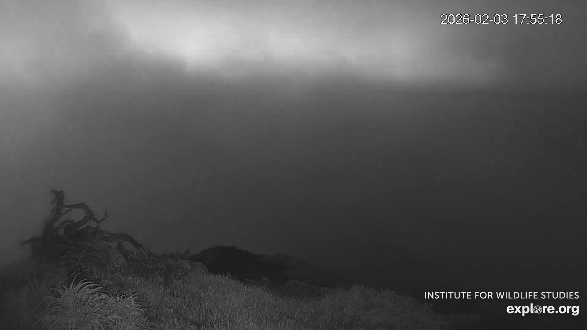 Santa Catalina Island  West End Bald Eagle Wildlife & Pasific View Live Cam - West End, Santa Catalina, Los Angeles, California, USA