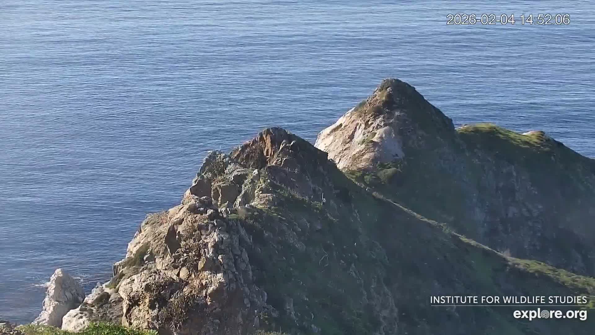 Santa Catalina Island  West End Bald Eagle Wildlife & Pasific View Live Cam - West End, Santa Catalina, Los Angeles, California, USA