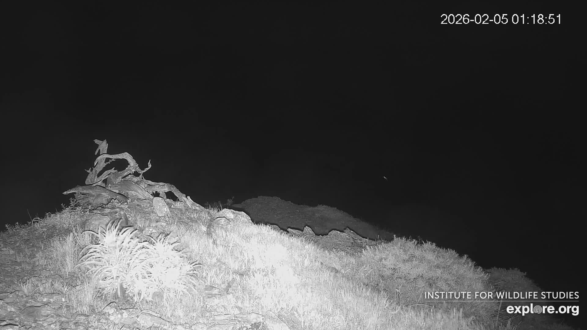 Santa Catalina Island  West End Bald Eagle Wildlife & Pasific View Live Cam - West End, Santa Catalina, Los Angeles, California, USA