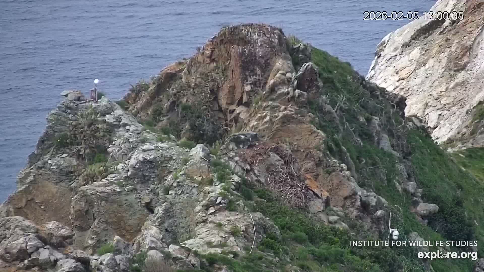 Santa Catalina Island  West End Bald Eagle Wildlife & Pasific View Live Cam - West End, Santa Catalina, Los Angeles, California, USA