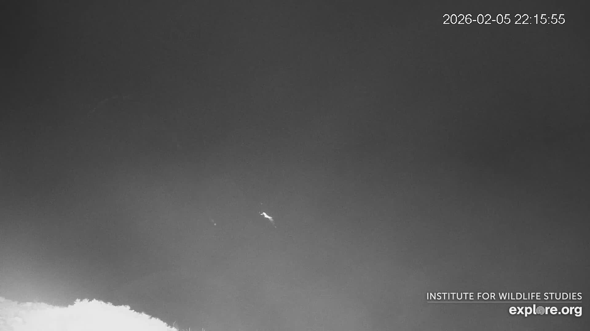 Santa Catalina Island  West End Bald Eagle Wildlife & Pasific View Live Cam - West End, Santa Catalina, Los Angeles, California, USA