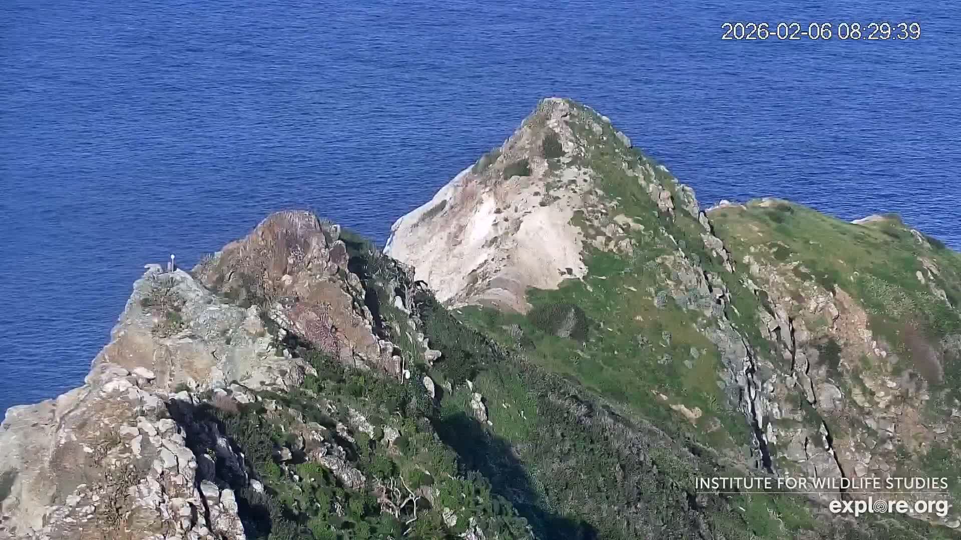 Santa Catalina Island  West End Bald Eagle Wildlife & Pasific View Live Cam - West End, Santa Catalina, Los Angeles, California, USA