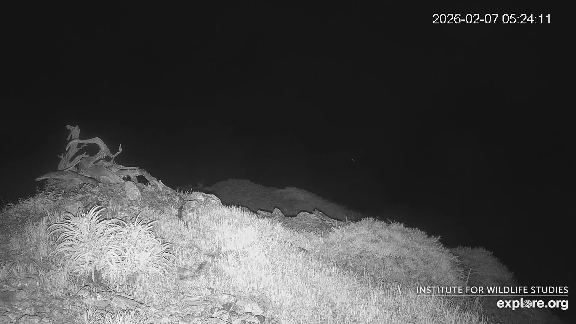 Santa Catalina Island  West End Bald Eagle Wildlife & Pasific View Live Cam - West End, Santa Catalina, Los Angeles, California, USA