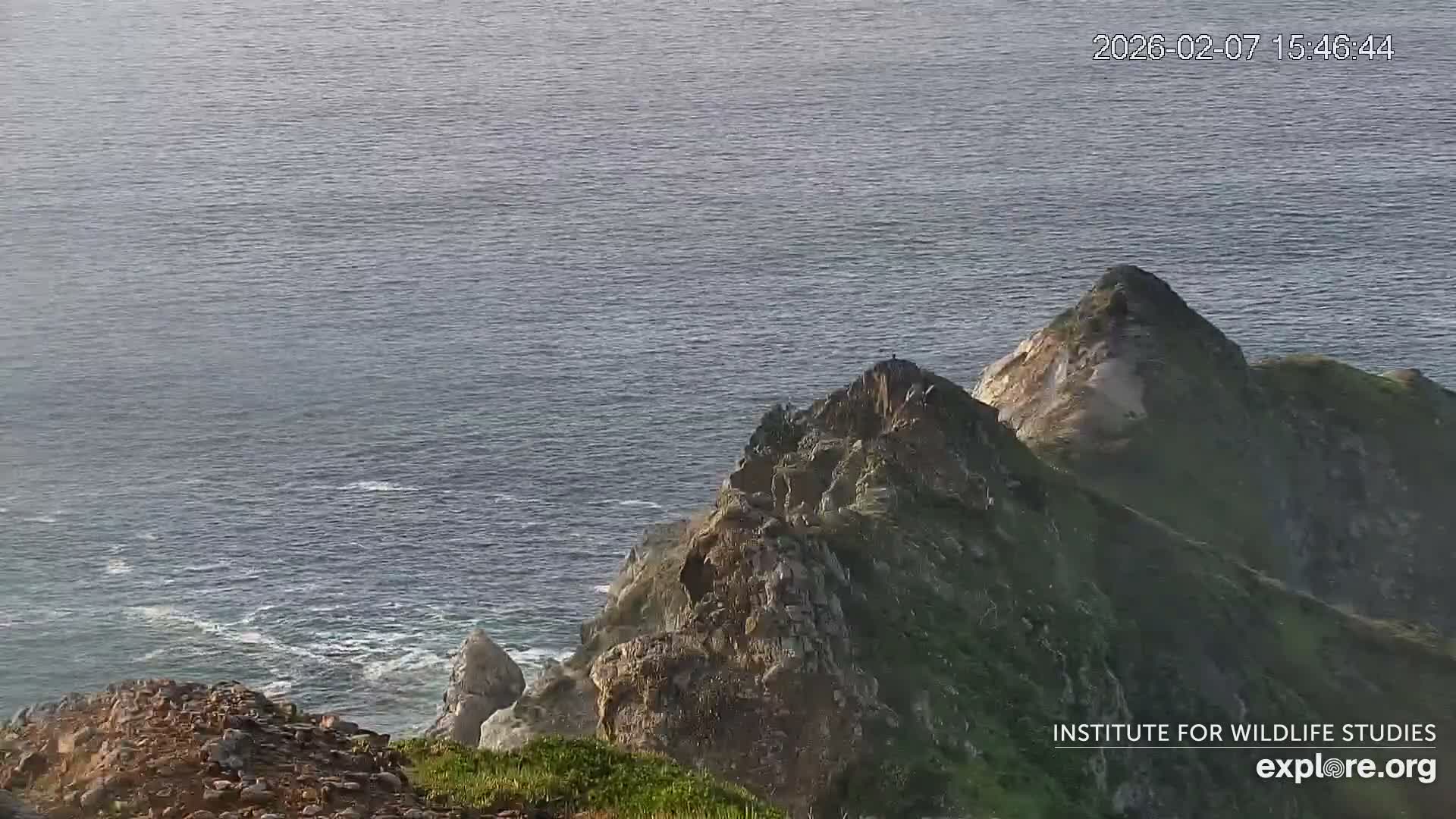 Santa Catalina Island  West End Bald Eagle Wildlife & Pasific View Live Cam - West End, Santa Catalina, Los Angeles, California, USA