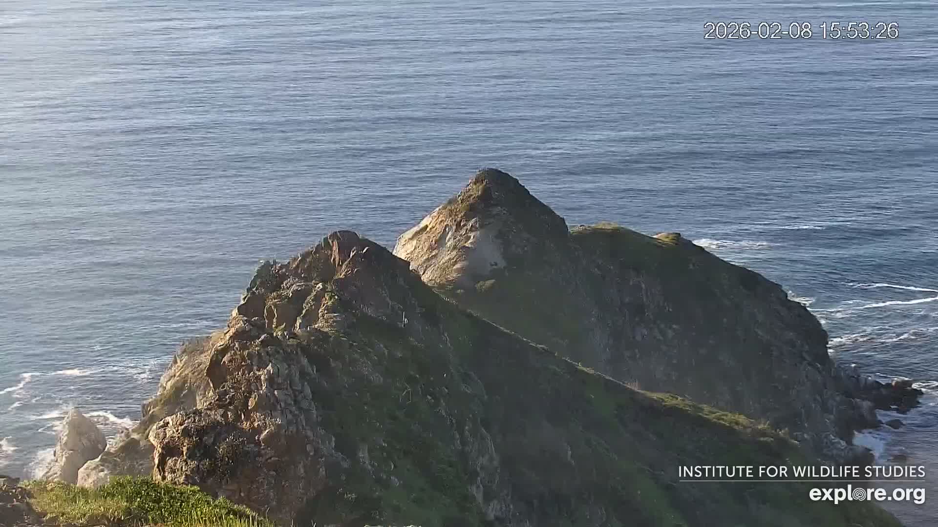 Santa Catalina Island  West End Bald Eagle Wildlife & Pasific View Live Cam - West End, Santa Catalina, Los Angeles, California, USA