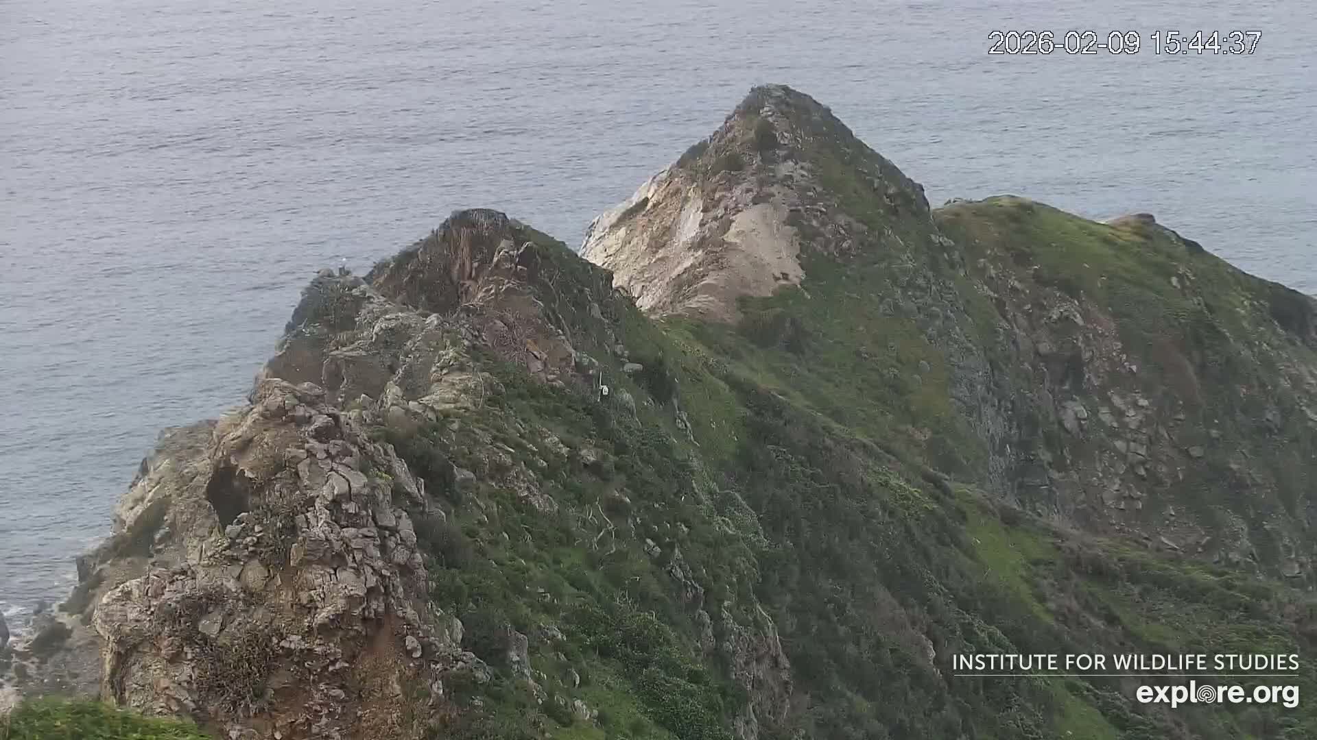 Santa Catalina Island  West End Bald Eagle Wildlife & Pasific View Live Cam - West End, Santa Catalina, Los Angeles, California, USA