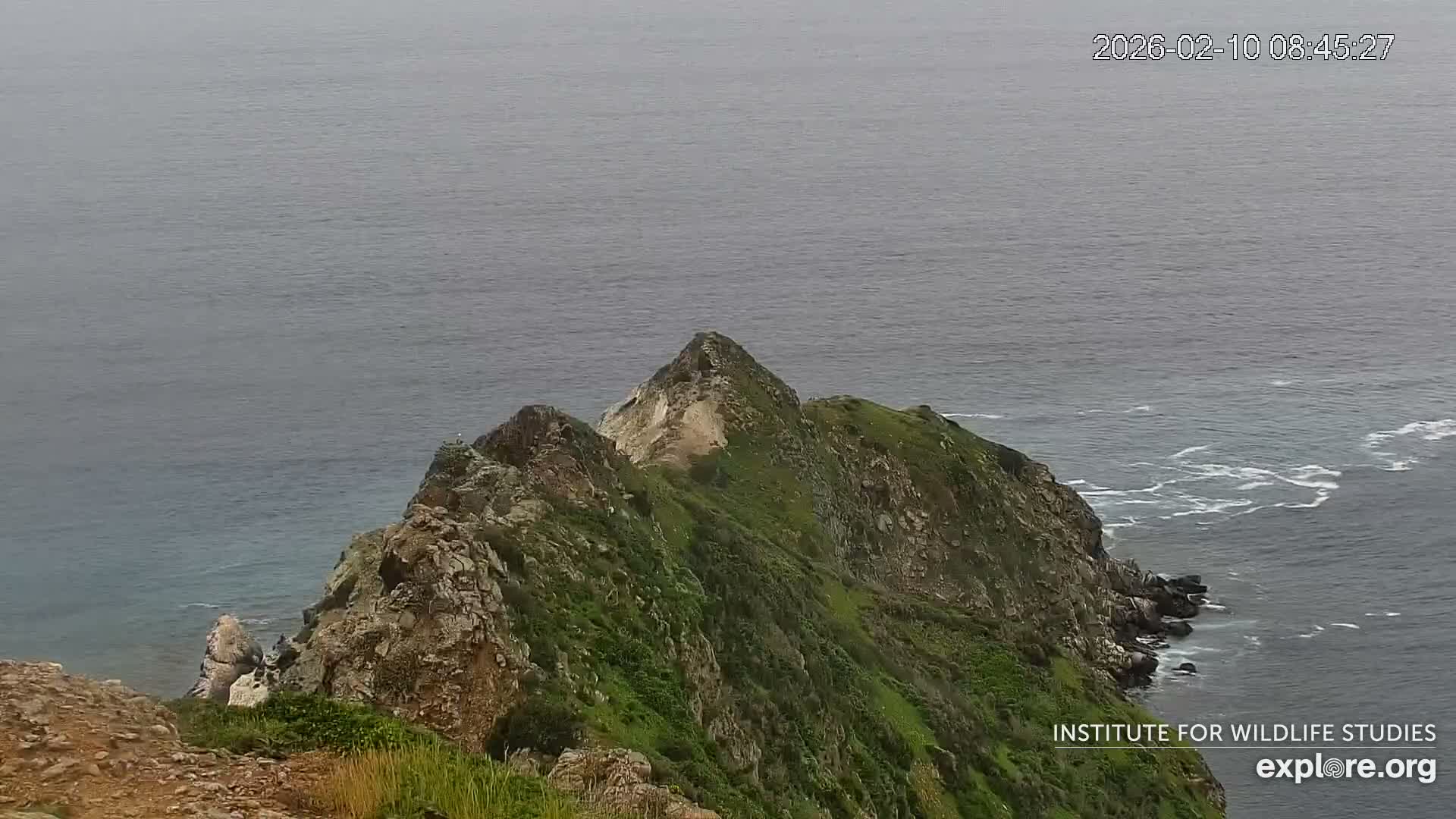 Santa Catalina Island  West End Bald Eagle Wildlife & Pasific View Live Cam - West End, Santa Catalina, Los Angeles, California, USA