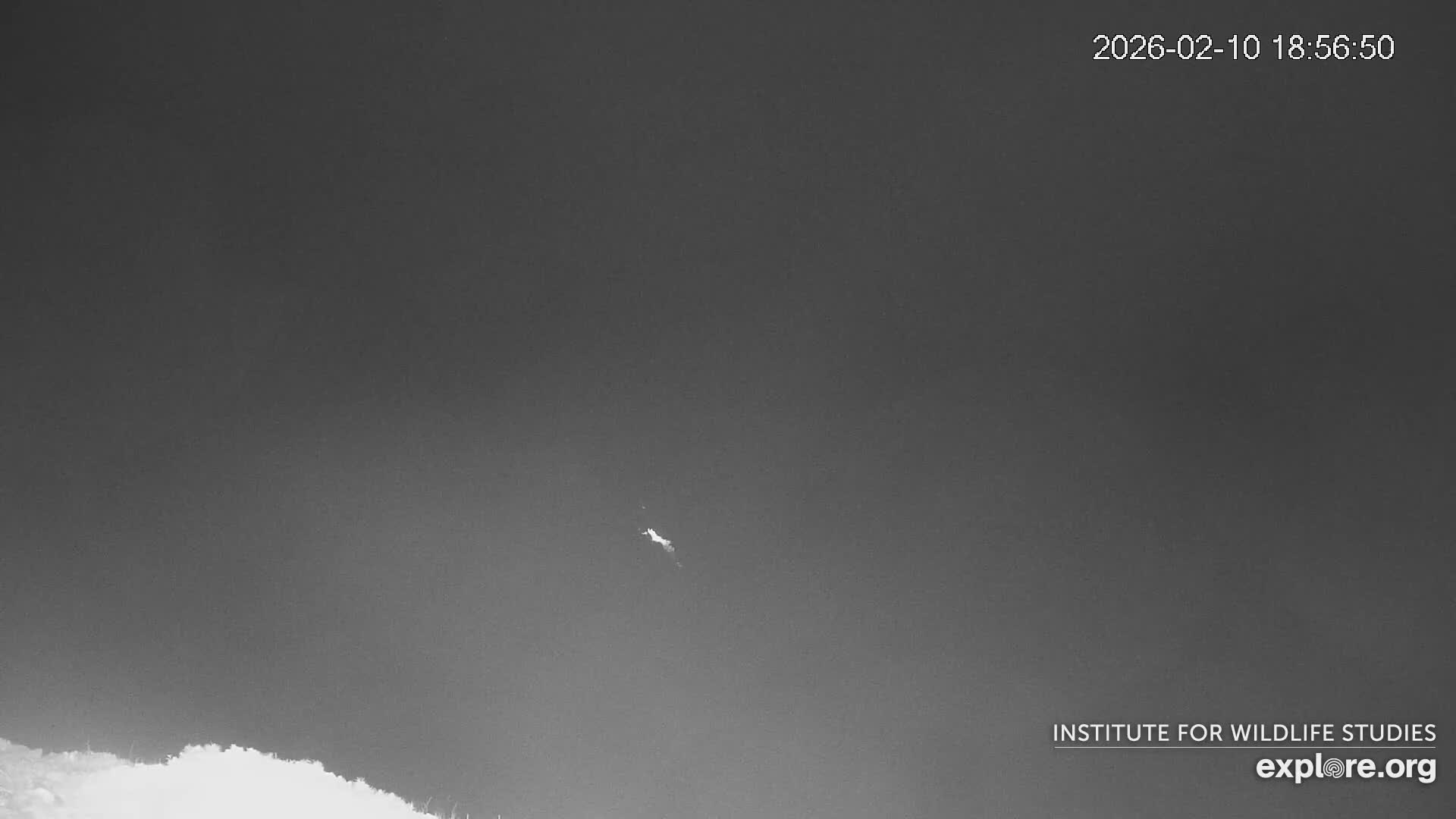 Santa Catalina Island  West End Bald Eagle Wildlife & Pasific View Live Cam - West End, Santa Catalina, Los Angeles, California, USA