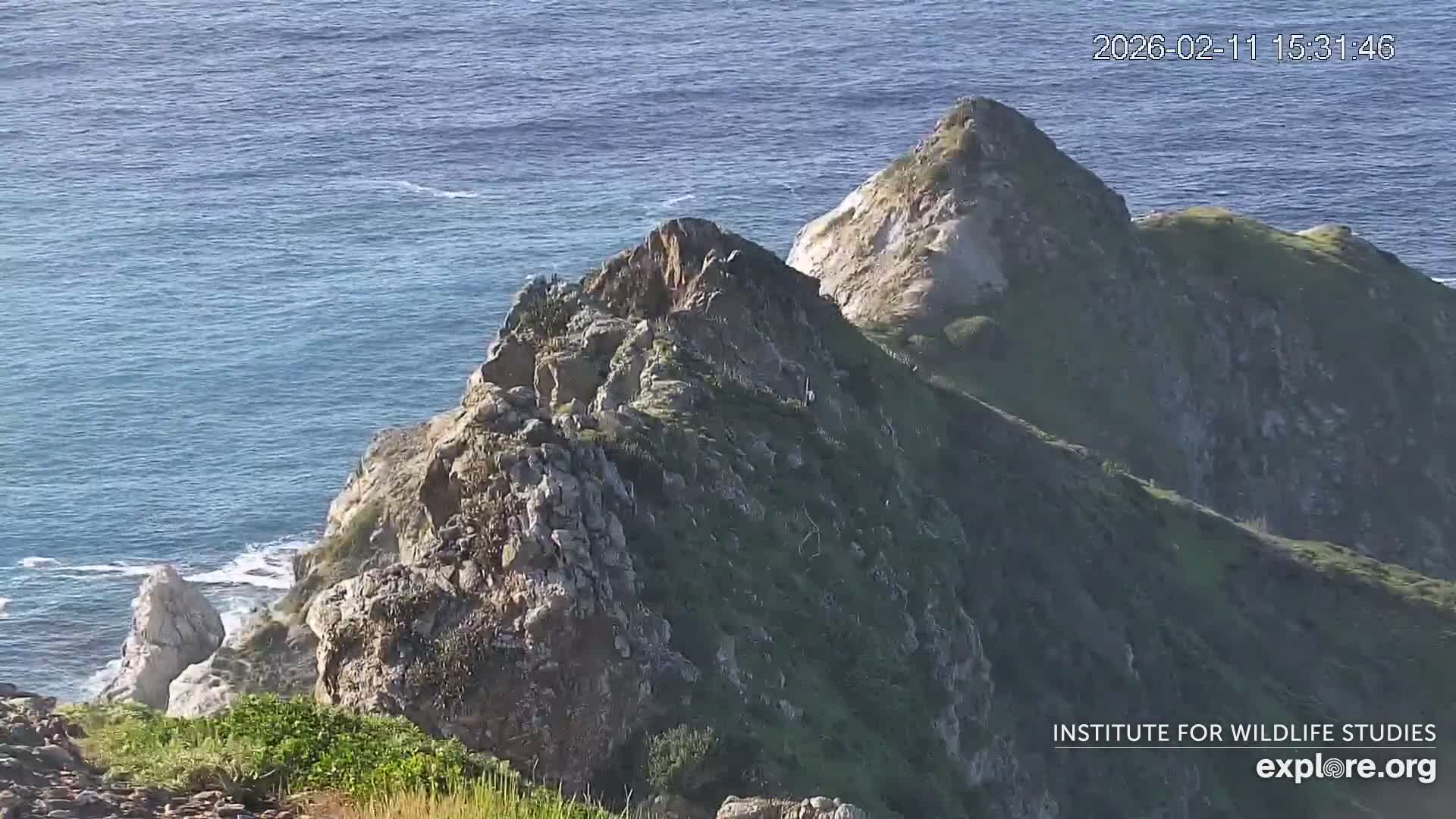 Santa Catalina Island  West End Bald Eagle Wildlife & Pasific View Live Cam - West End, Santa Catalina, Los Angeles, California, USA