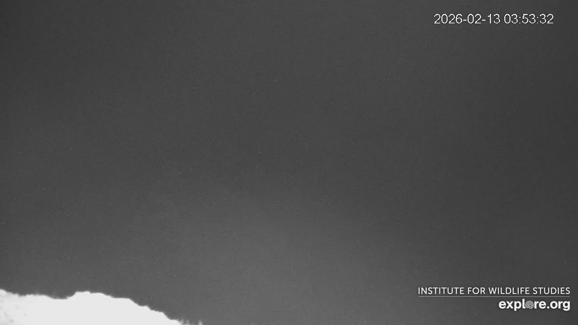 Santa Catalina Island  West End Bald Eagle Wildlife & Pasific View Live Cam - West End, Santa Catalina, Los Angeles, California, USA