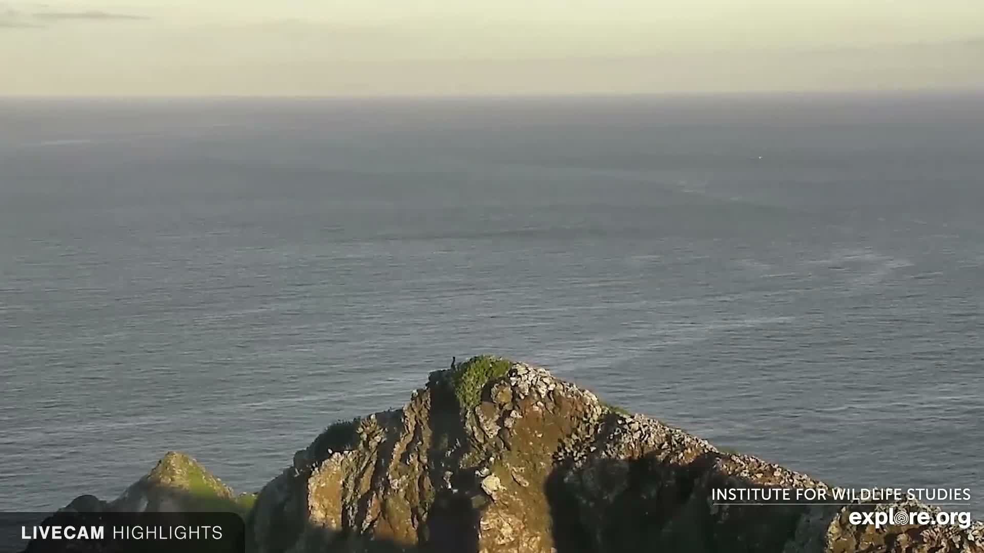Santa Catalina Island  West End Bald Eagle Wildlife & Pasific View Live Cam - West End, Santa Catalina, Los Angeles, California, USA