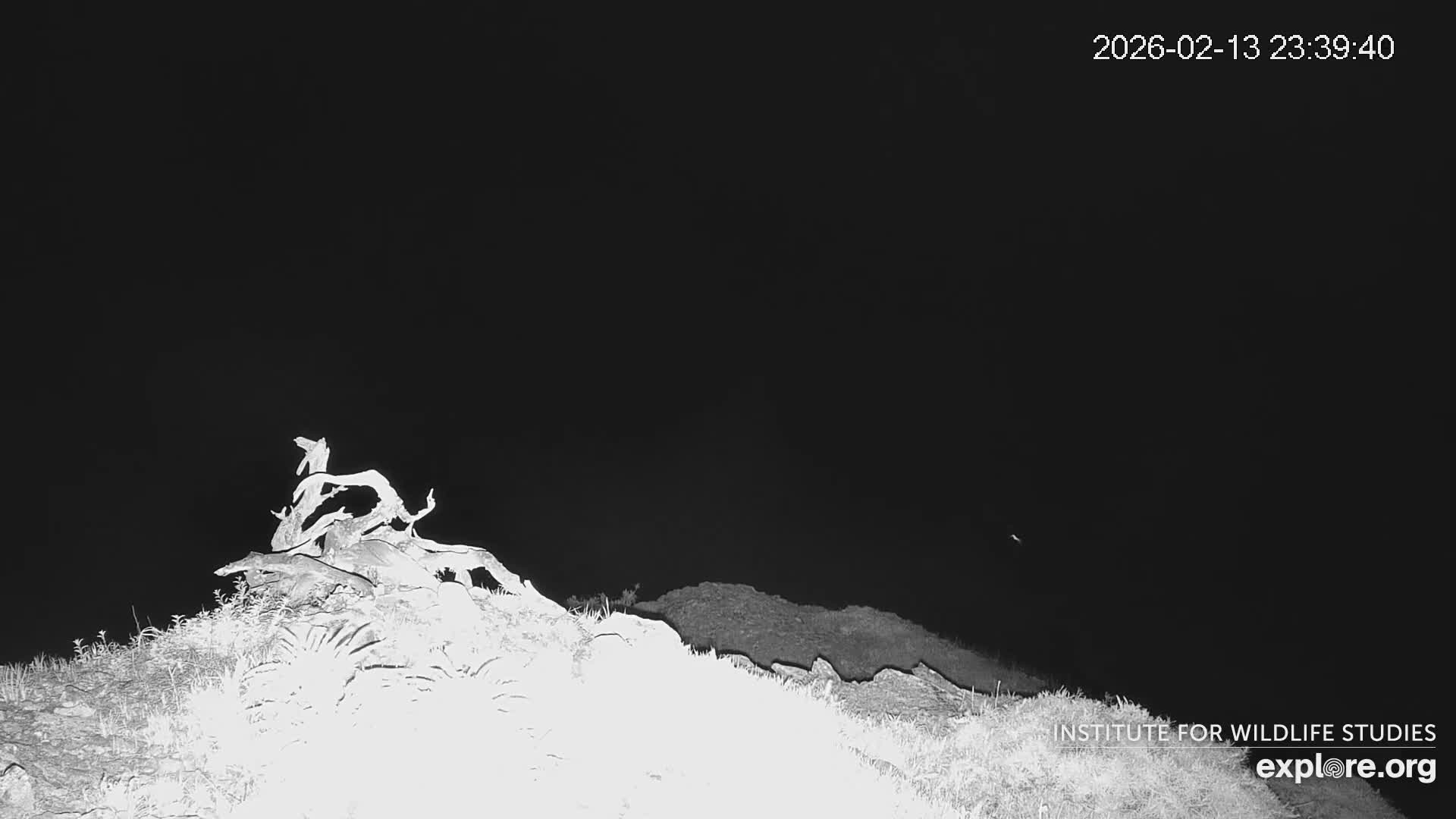 Santa Catalina Island  West End Bald Eagle Wildlife & Pasific View Live Cam - West End, Santa Catalina, Los Angeles, California, USA