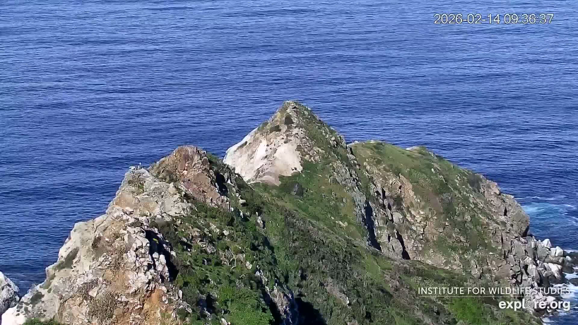 Santa Catalina Island  West End Bald Eagle Wildlife & Pasific View Live Cam - West End, Santa Catalina, Los Angeles, California, USA