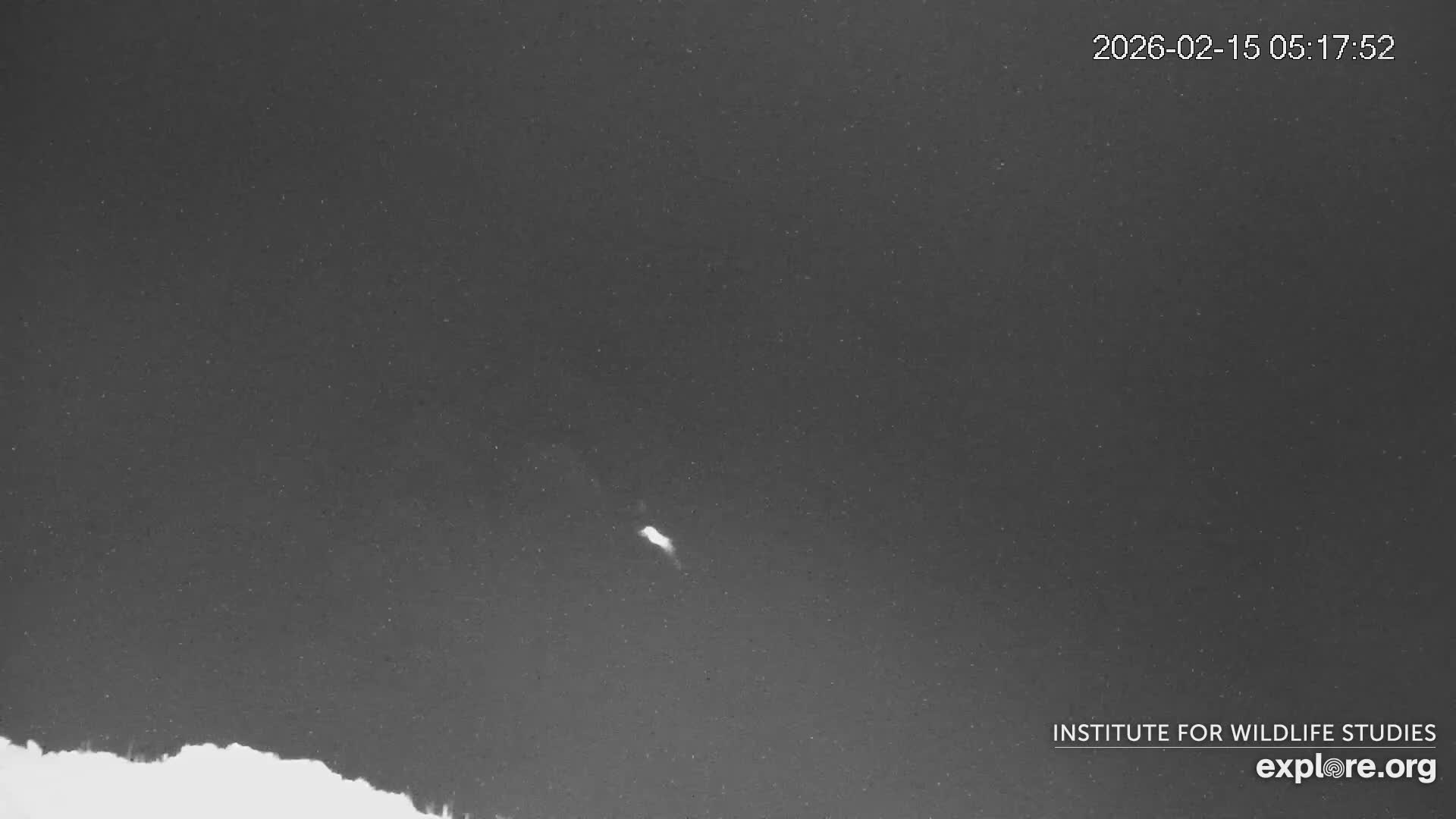 Santa Catalina Island  West End Bald Eagle Wildlife & Pasific View Live Cam - West End, Santa Catalina, Los Angeles, California, USA