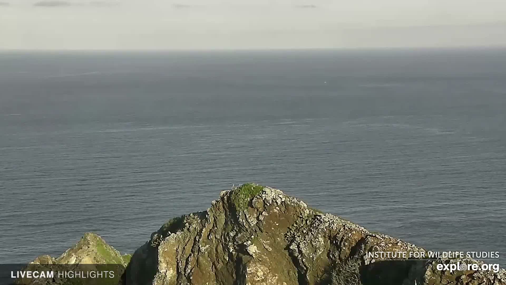 Santa Catalina Island  West End Bald Eagle Wildlife & Pasific View Live Cam - West End, Santa Catalina, Los Angeles, California, USA