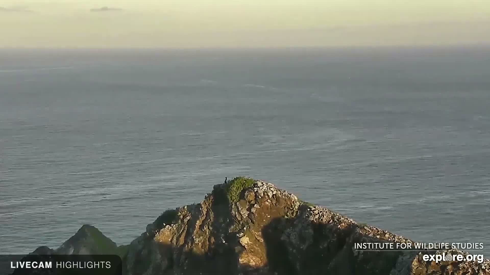 Santa Catalina Island  West End Bald Eagle Wildlife & Pasific View Live Cam - West End, Santa Catalina, Los Angeles, California, USA