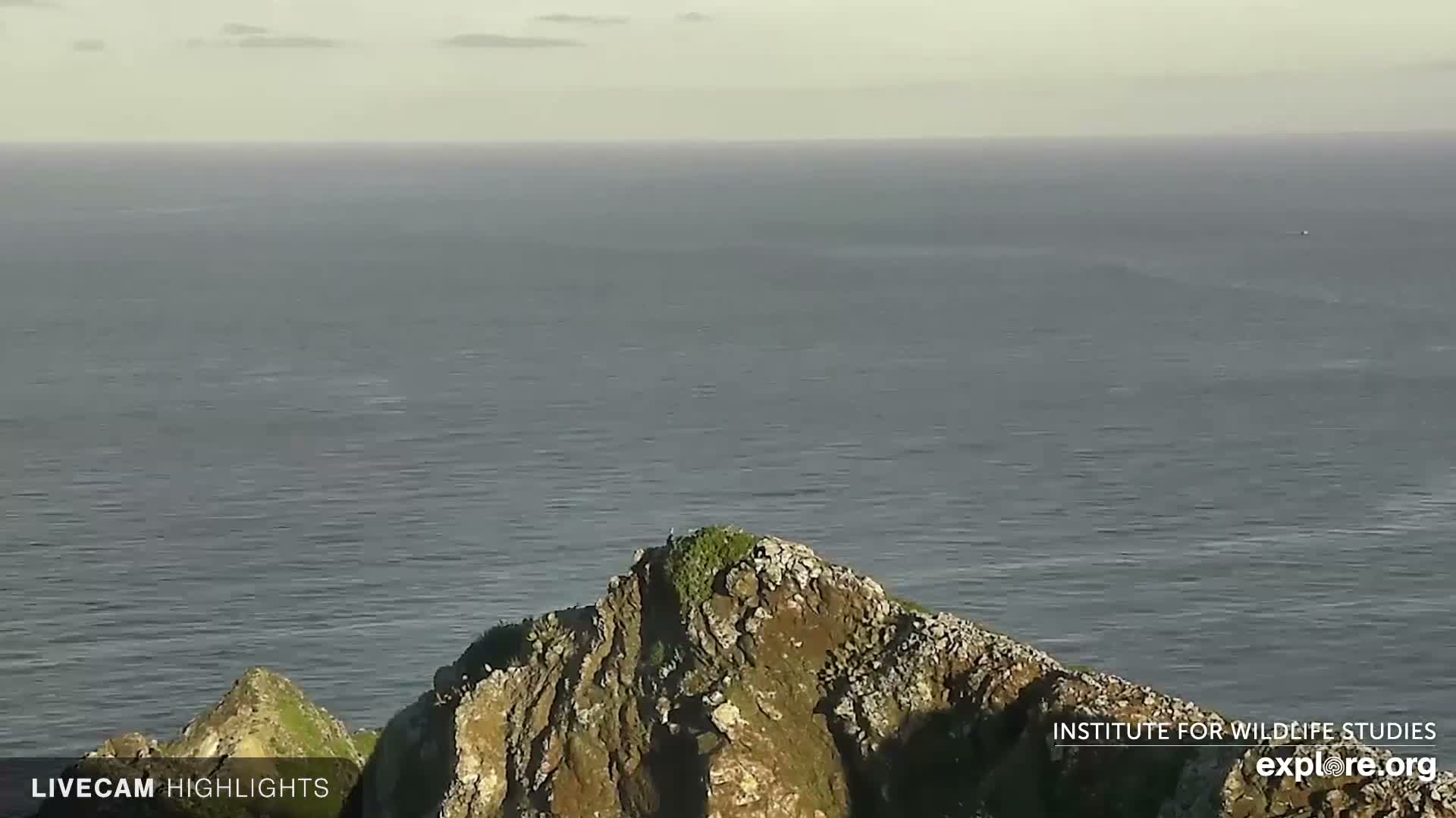 Santa Catalina Island  West End Bald Eagle Wildlife & Pasific View Live Cam - West End, Santa Catalina, Los Angeles, California, USA
