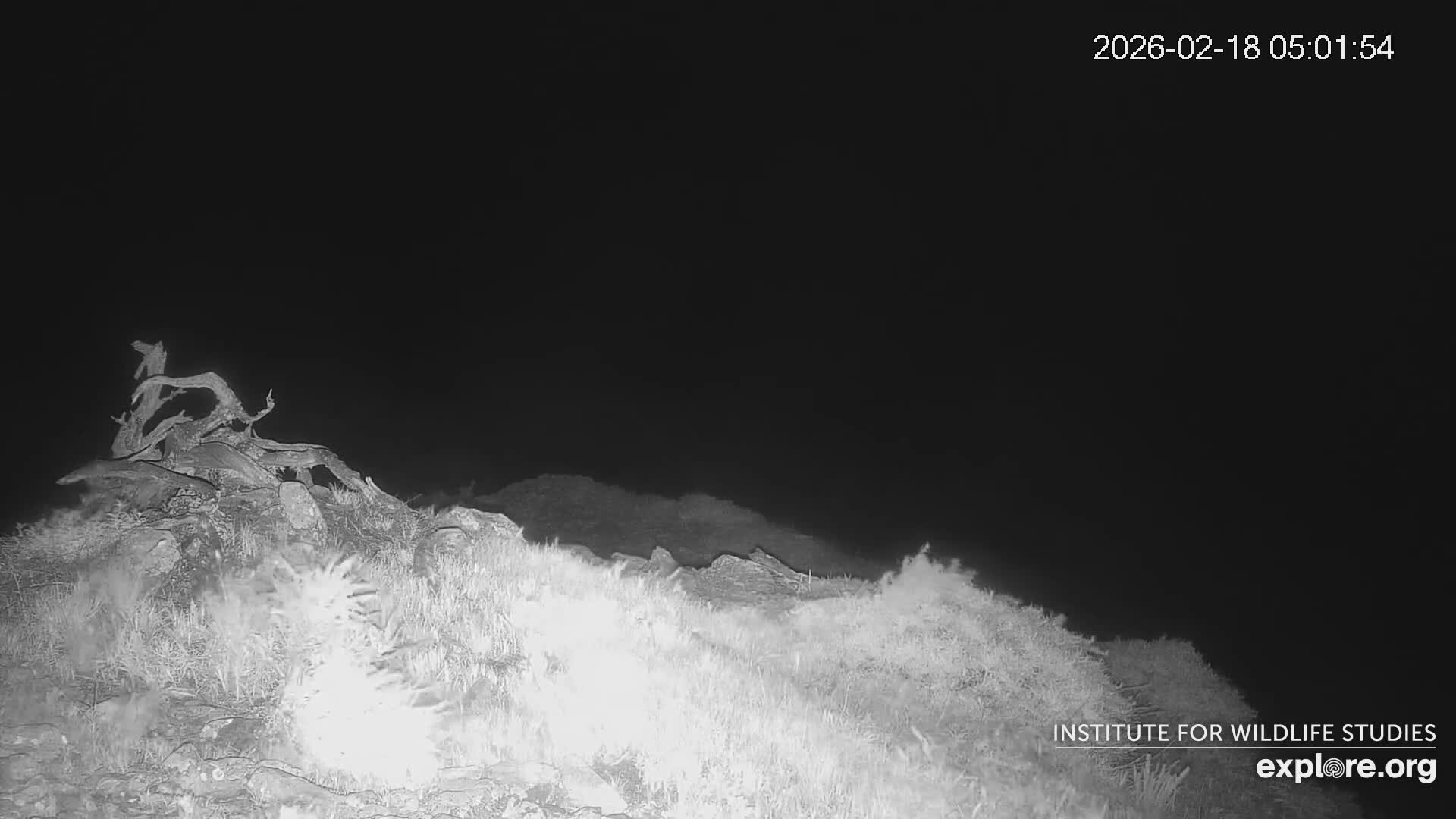 Santa Catalina Island  West End Bald Eagle Wildlife & Pasific View Live Cam - West End, Santa Catalina, Los Angeles, California, USA