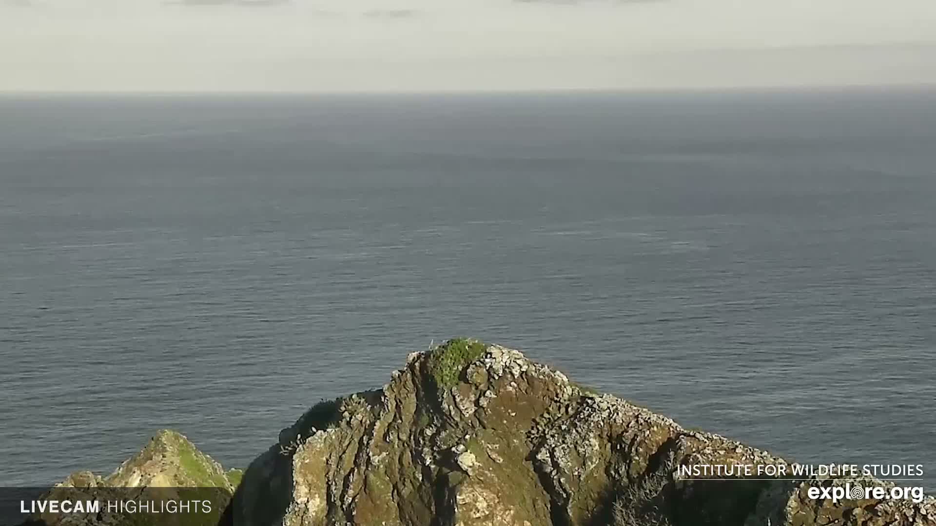 Santa Catalina Island  West End Bald Eagle Wildlife & Pasific View Live Cam - West End, Santa Catalina, Los Angeles, California, USA