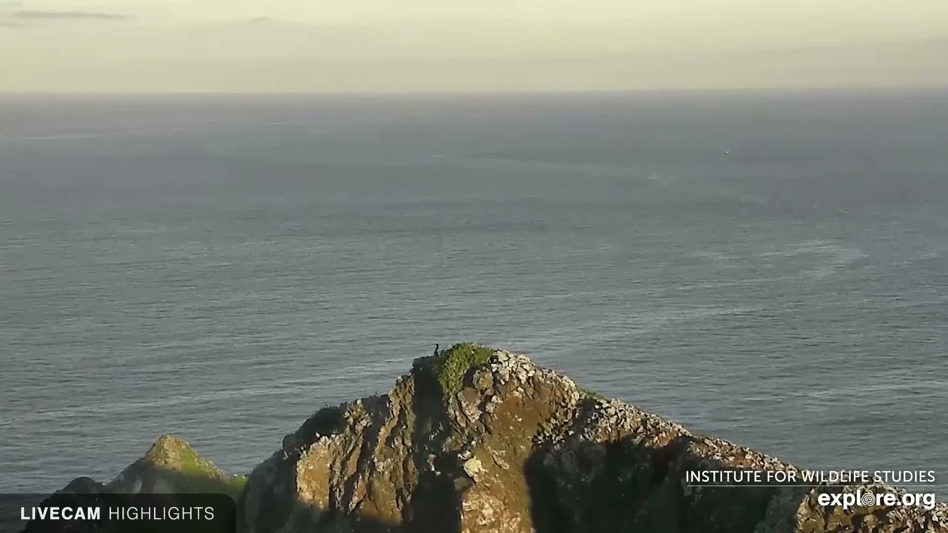 Santa Catalina Island  West End Bald Eagle Wildlife & Pasific View Live Cam - West End, Santa Catalina, Los Angeles, California, USA