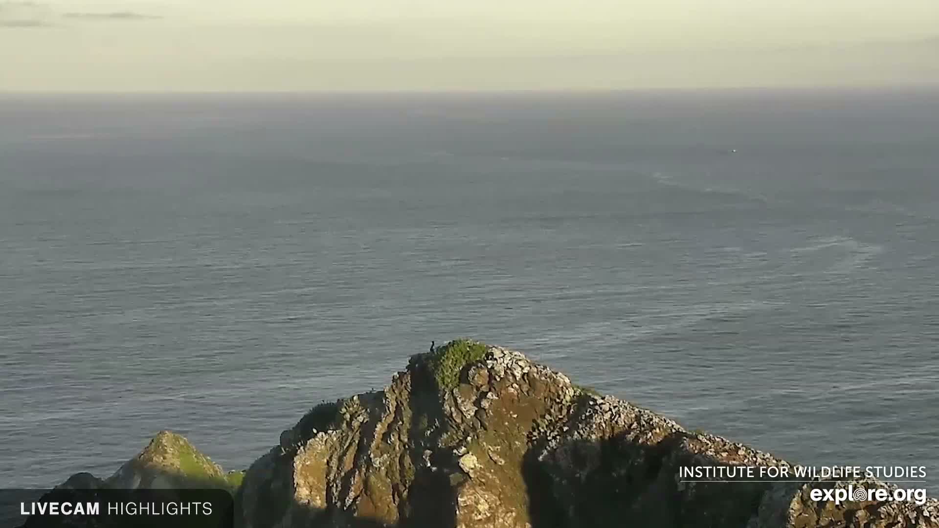 Santa Catalina Island  West End Bald Eagle Wildlife & Pasific View Live Cam - West End, Santa Catalina, Los Angeles, California, USA